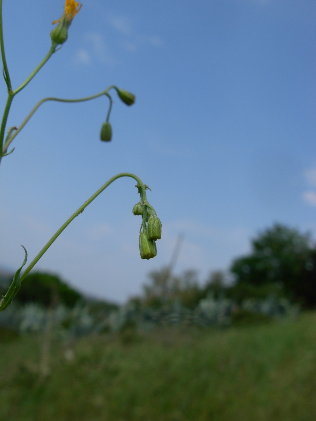 Crepis neglecta subsp. neglecta / Radicchiella minore